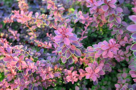 barberry evergreen varieties.